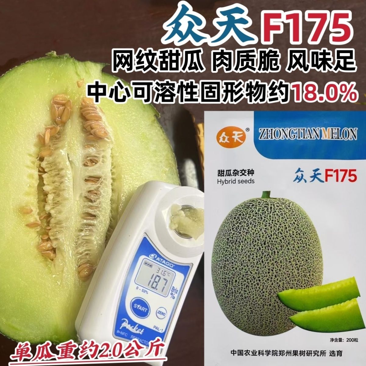 众天F175网纹甜瓜种子高