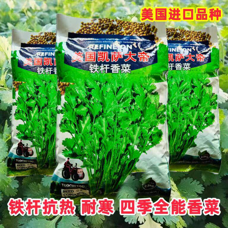 美国凯萨大帝香菜种子铁