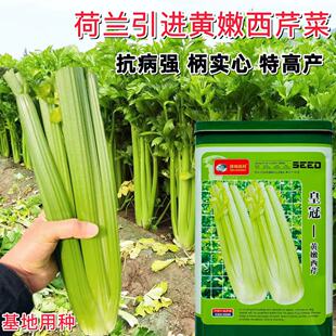皇冠黄嫩西芹种籽芹菜种子荷兰引进高产旱芹水芹种子四季播种包邮