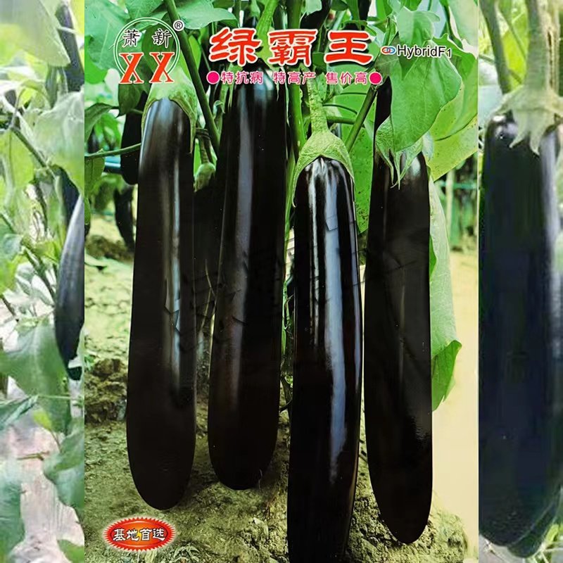 绿霸王茄子种子四季大棚蔬菜种植杂交品种丰产抗病绿帽烧烤茄子