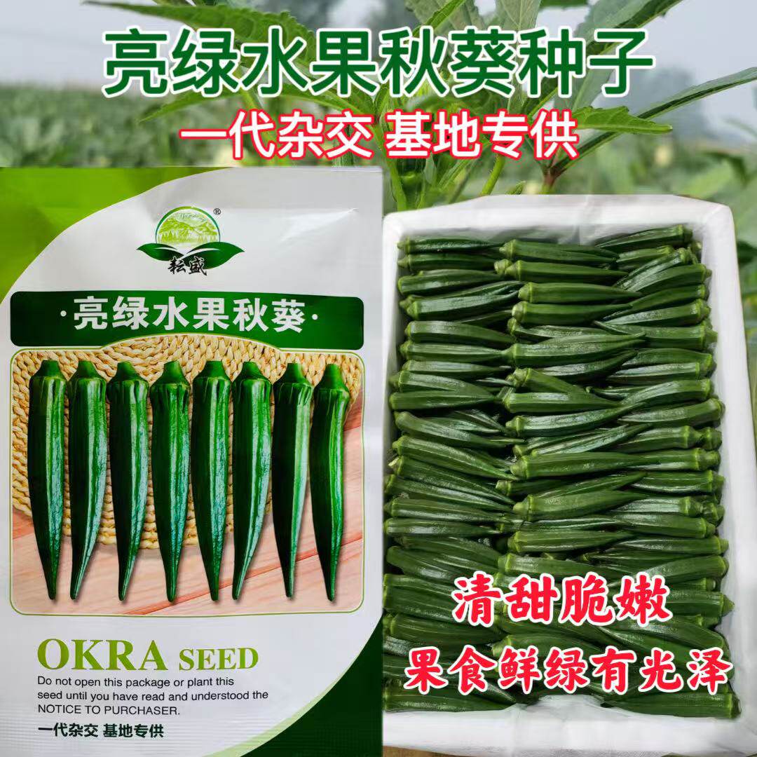 亮绿水果秋葵种子一代杂交早熟果实清甜耐老化基地专供秋葵种籽