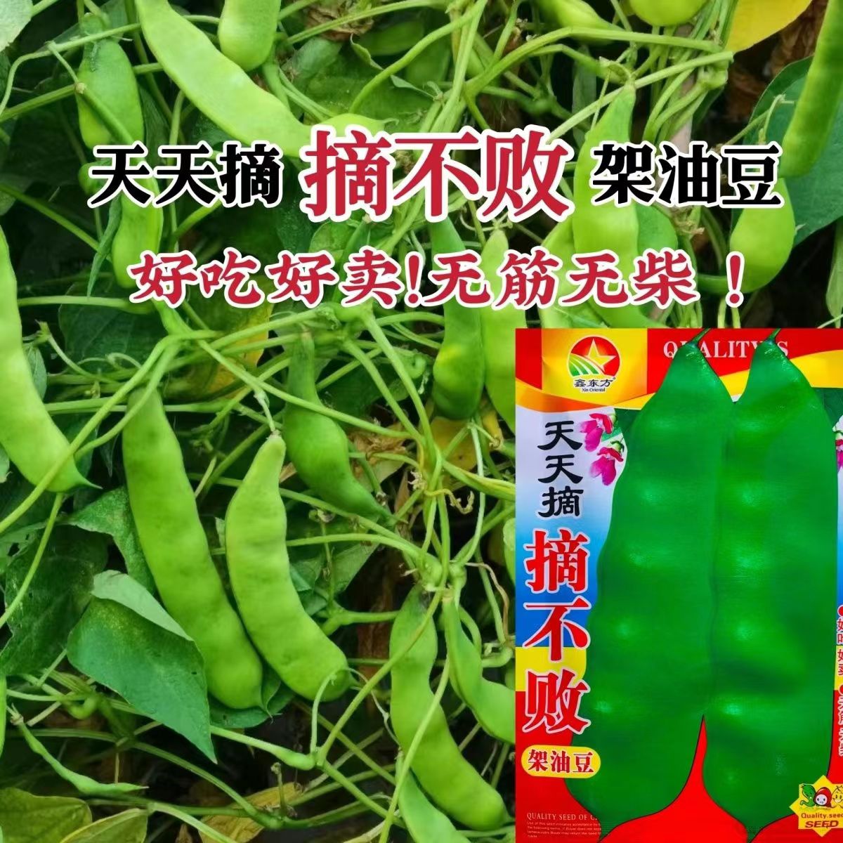 东北架油豆种子面糊天天摘摘不败油豆角种子无筋无柴架豆种籽早熟