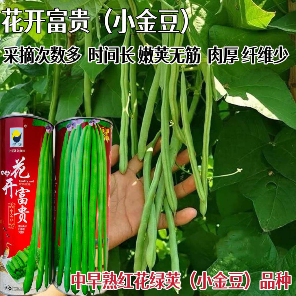 花开富贵四季豆种子农家春秋播小金豆种籽丰产架豆菜豆种孑蔬菜子