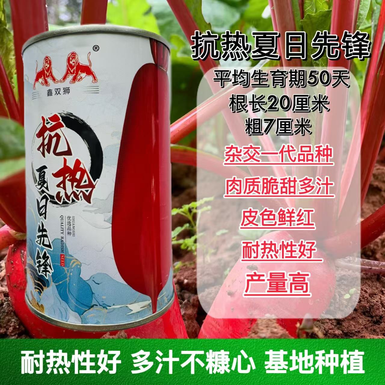 抗热夏日先锋萝卜种子杂