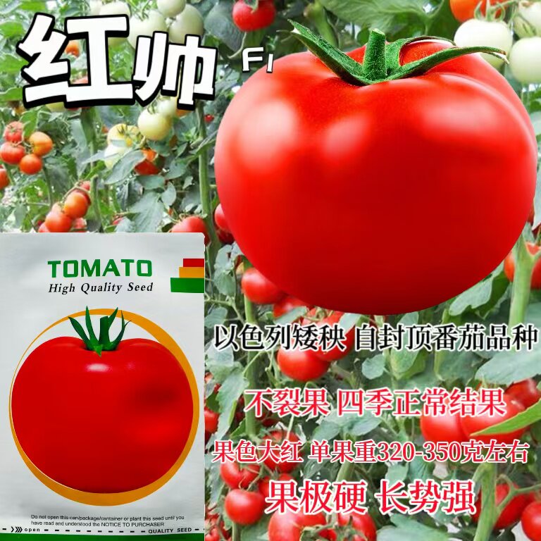 西红柿种子邢科红帅番茄种籽蔬菜产高口感好酸甜鲜食可生吃