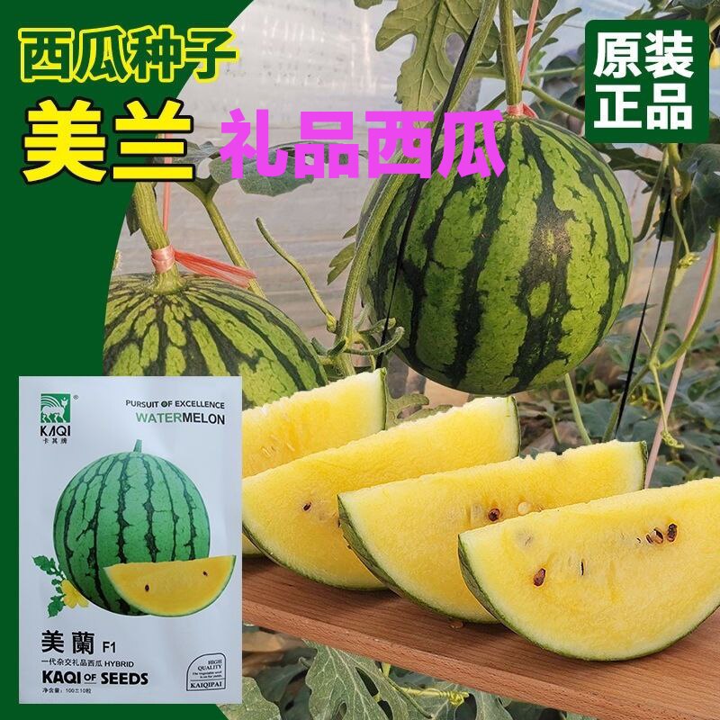 西瓜种子卡其美兰礼品西瓜种籽黄壤薄皮甜脆多汁早熟水果蔬菜种子