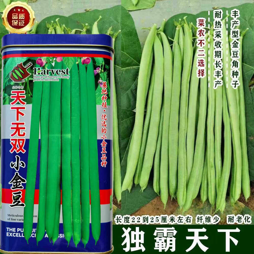 天下无双小金豆四季豆种