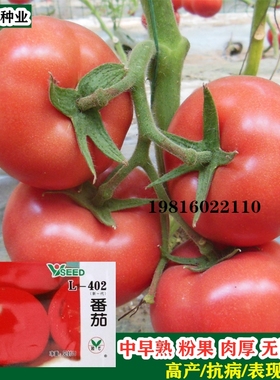 番茄种子L402粉果西红柿四季蔬菜籽阳台盆栽优质高产耐热大番茄籽