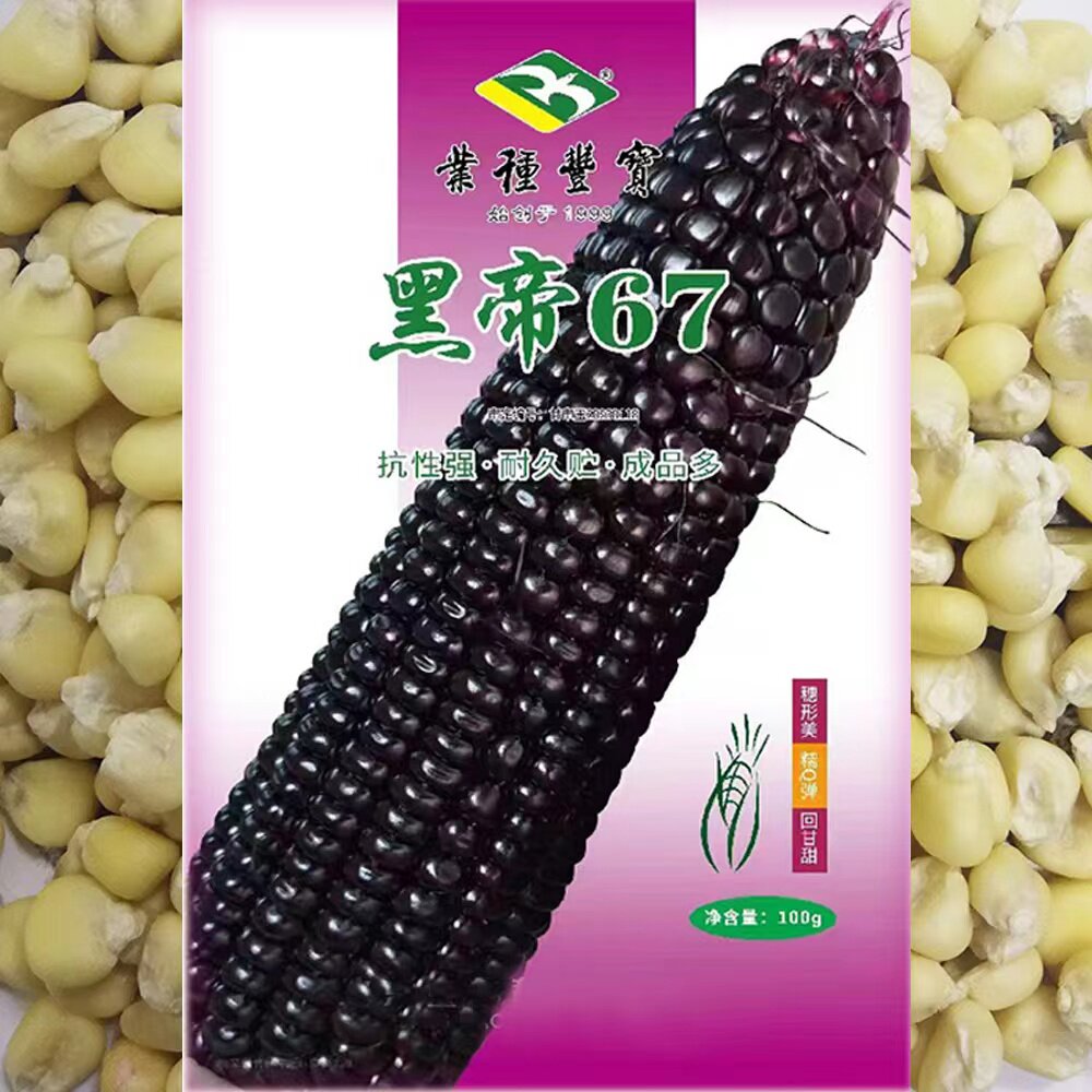 黑帝67黑糯玉米香糯黑玉米抗病丰产大棒耐储存农家田园春夏季播种