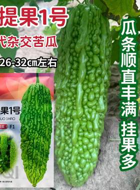 菩提果1号苦瓜种子一代杂交亮绿色苦瓜种籽疙瘩绿苦瓜种耐热耐湿