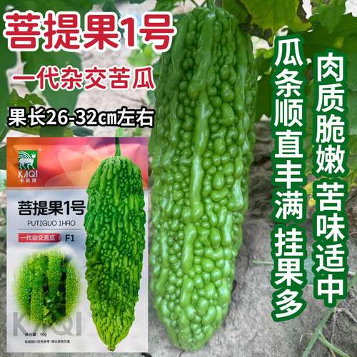 菩提果1号苦瓜种子一代杂交亮绿色苦瓜种籽疙瘩绿苦瓜种耐热耐湿