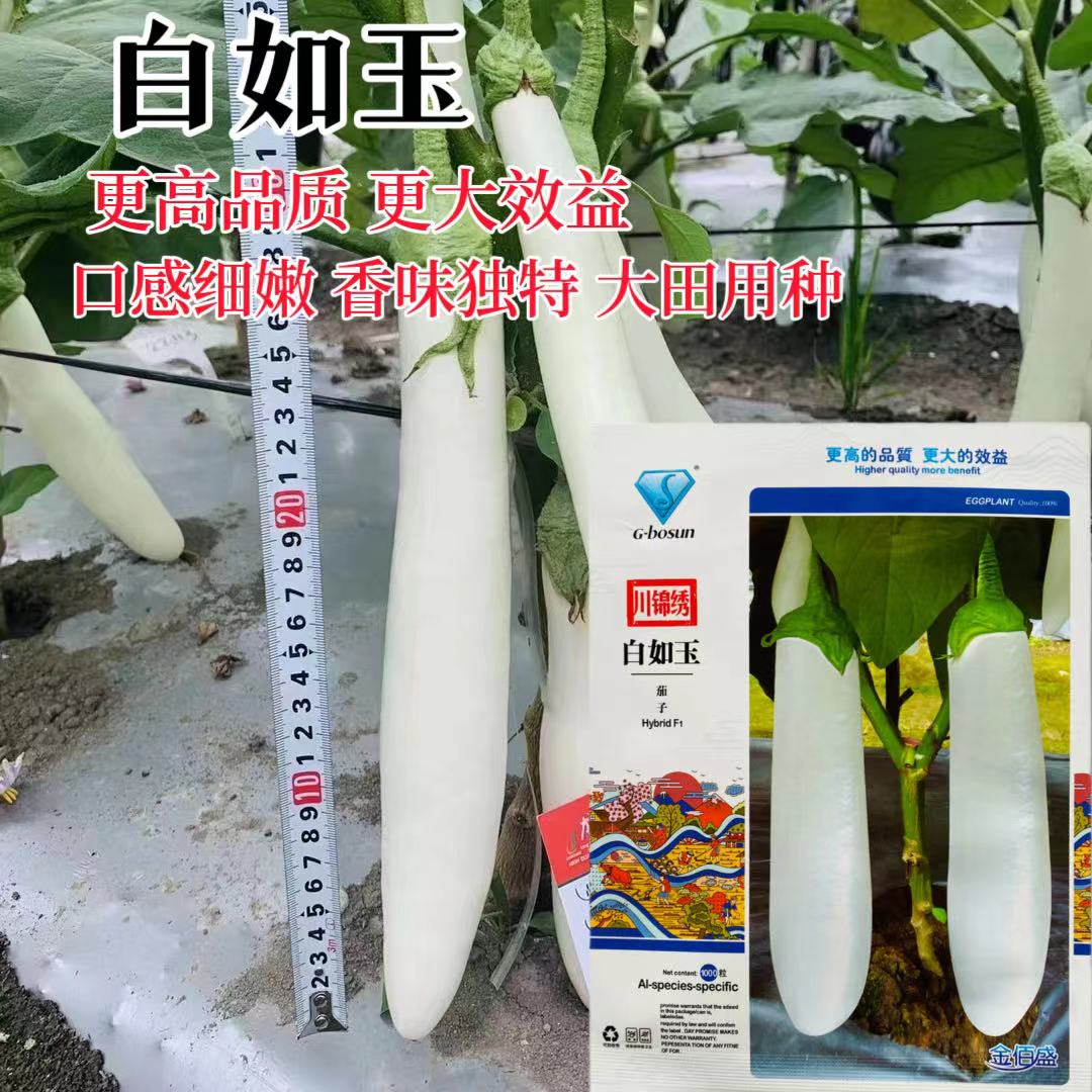 金佰盛白如玉茄种子高产抗病口感好早熟杂交白芯白长茄子 春秋播