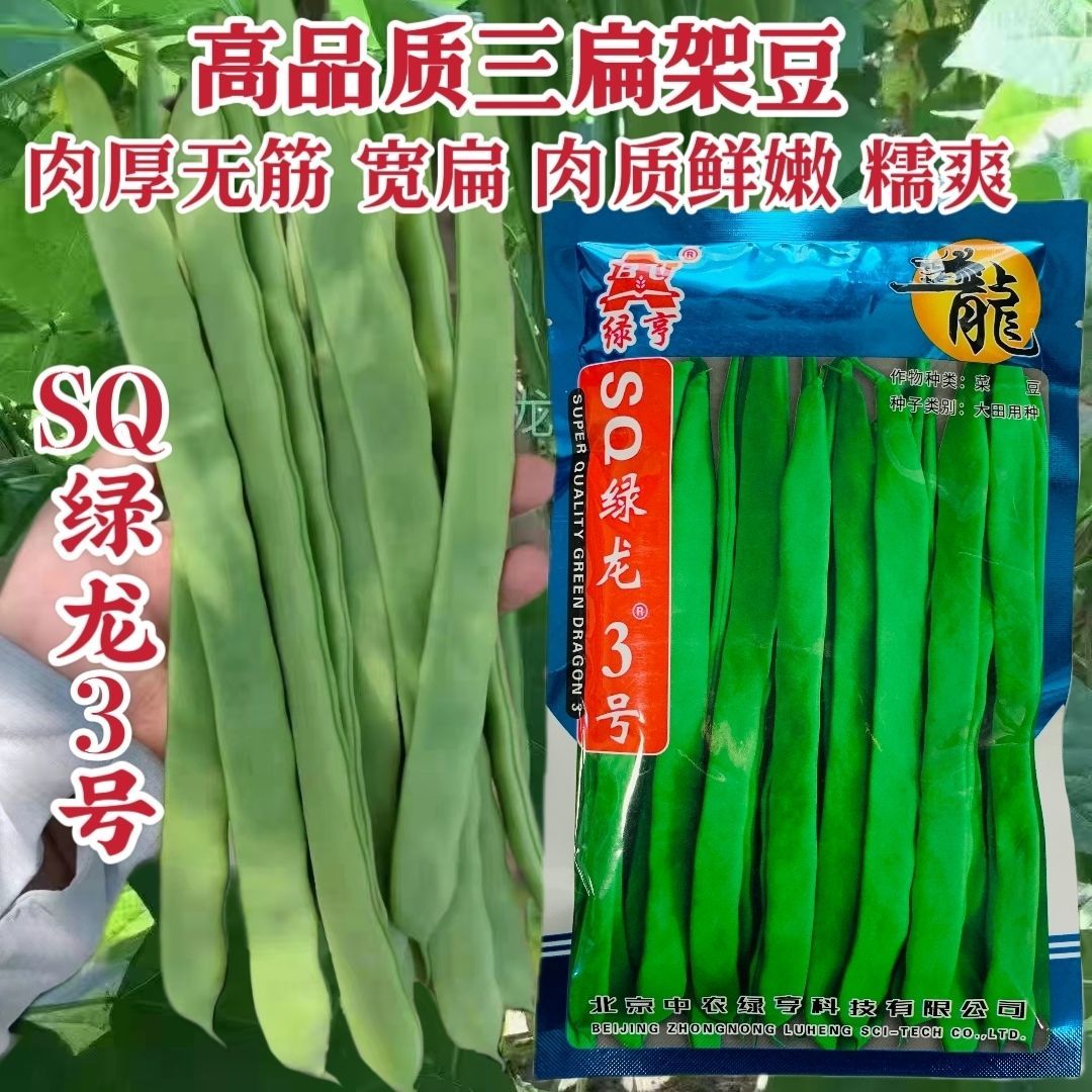 SQ绿龙3号豆角种子 早熟鲜绿色宽扁肉厚无筋春秋季种耐热四季豆种