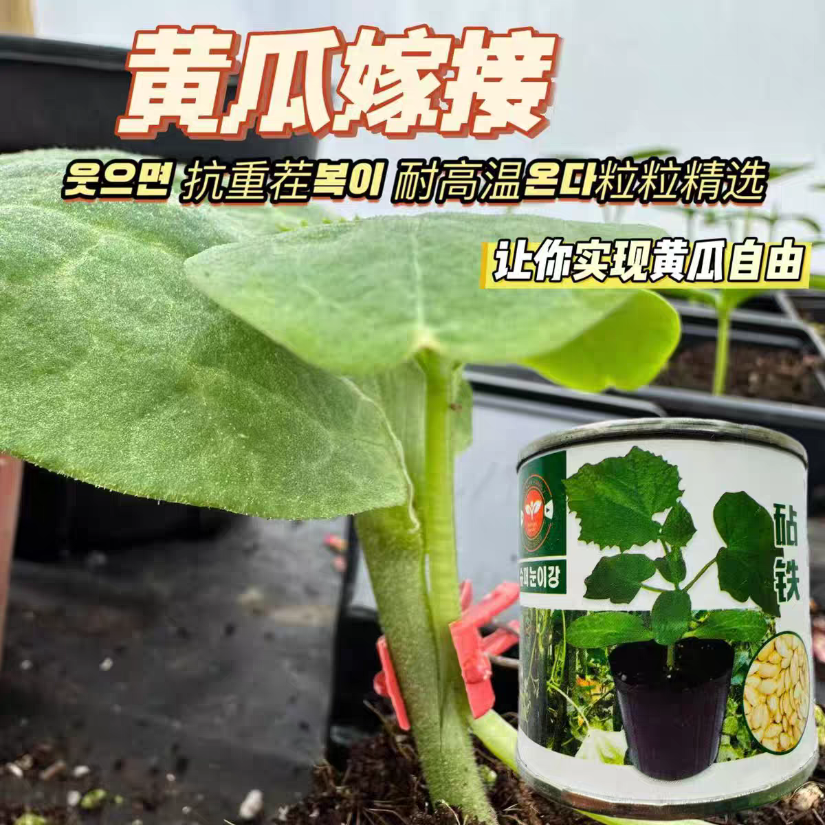 砧铁黄瓜专用砧木种子油亮去蜡粉高抗病耐高温抗枯萎黄籽粒南瓜子
