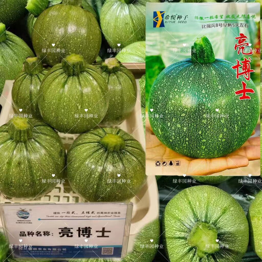 亮博士早熟西葫芦种籽嫩南瓜花皮小青瓜高产爬藤春秋四季蔬菜种子