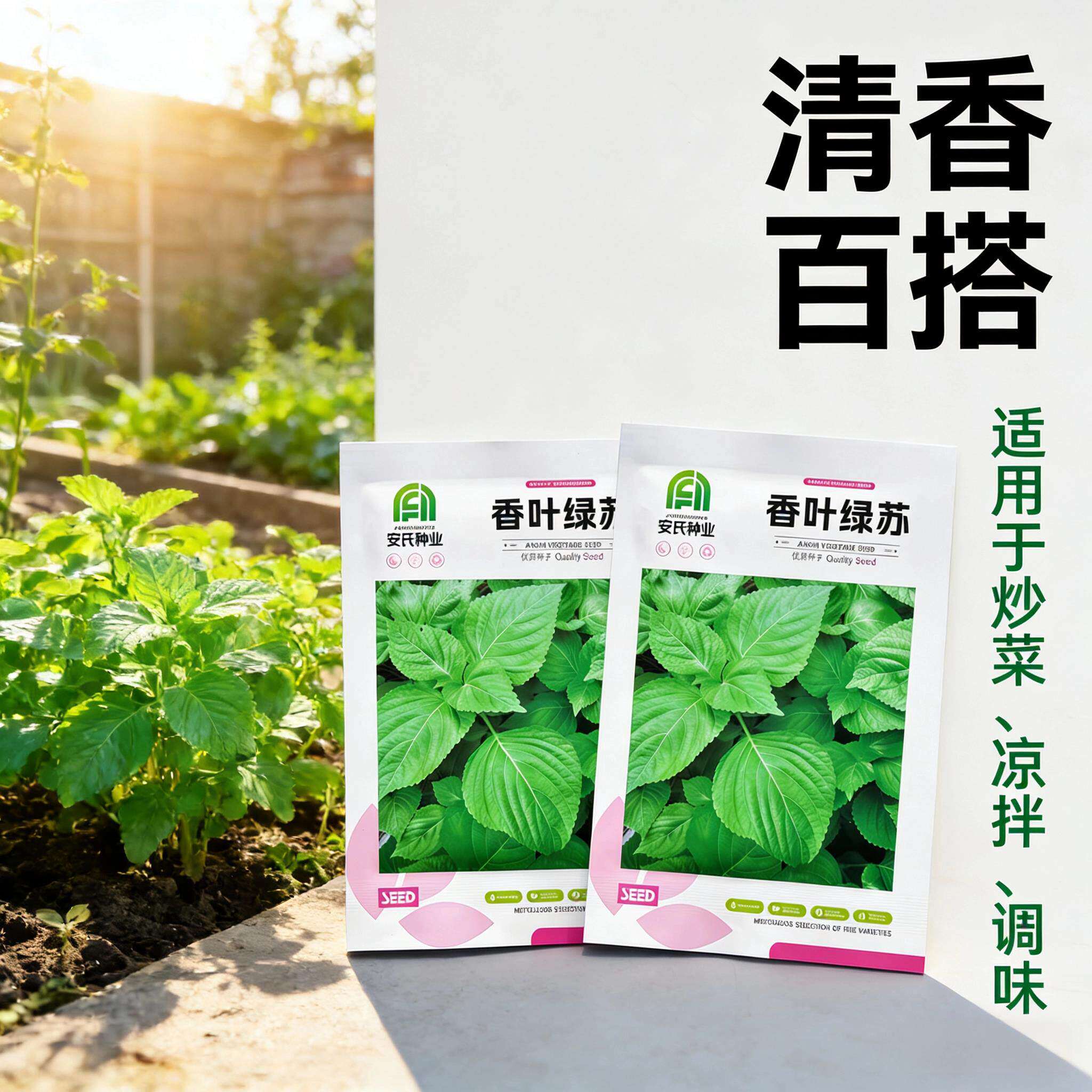 紫苏种子绿苏香草菜籽家庭盆栽四季阳台白苏桂荏赤苏种籽蔬菜种孑