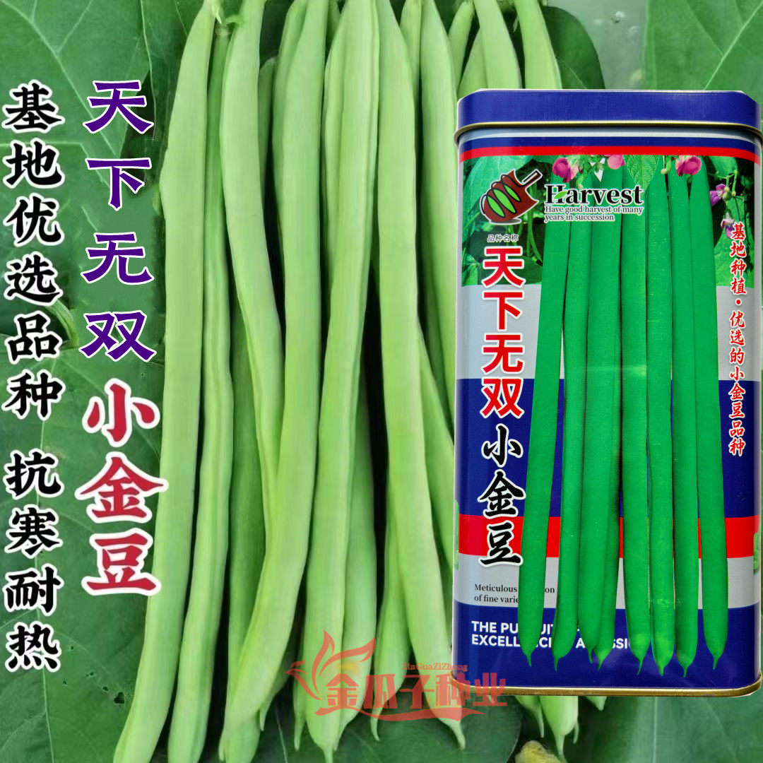 天下无双小金豆四季豆肉厚春秋无筋豆角种子种子正品非基因改造专