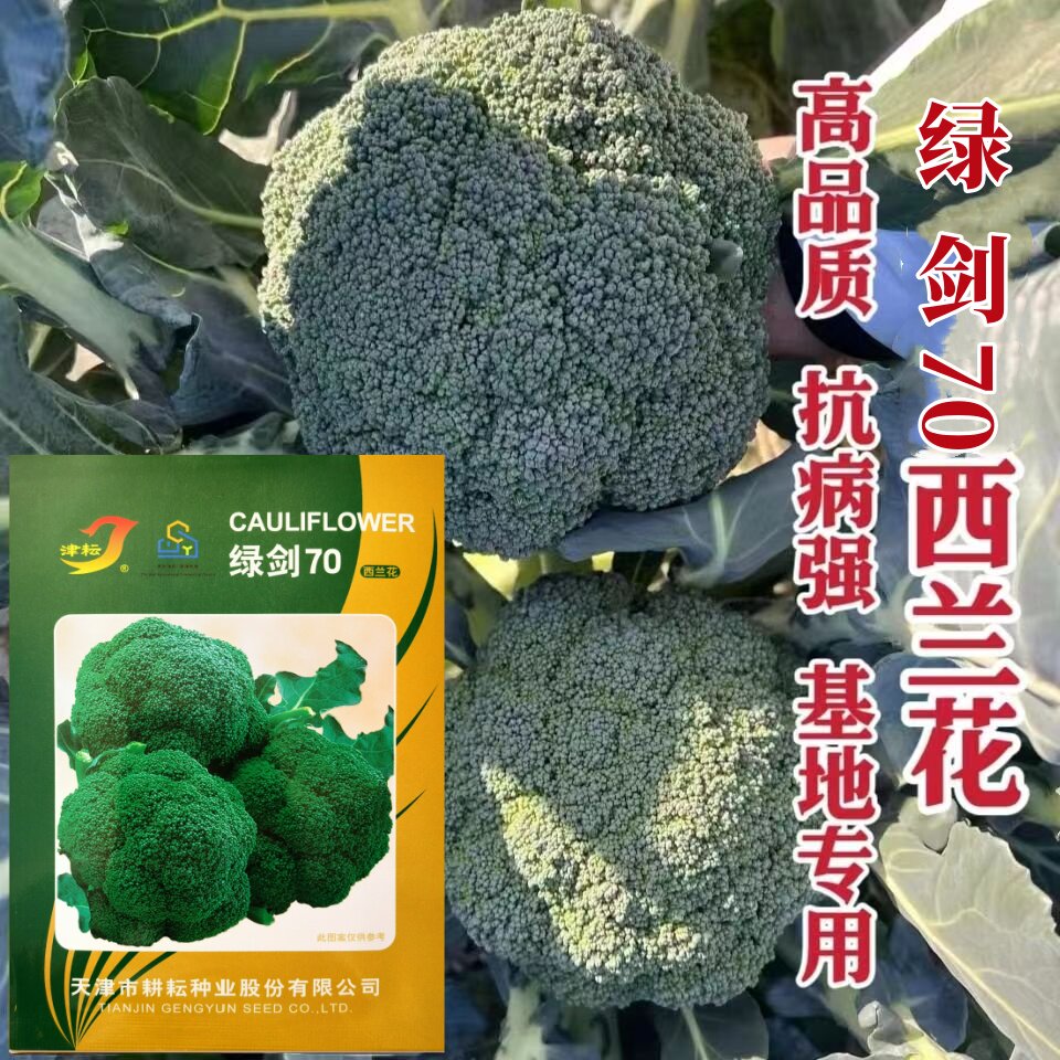 绿剑70中早熟绿剑西兰花