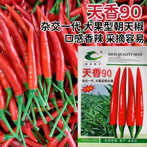 天香90朝天椒种子香辣红