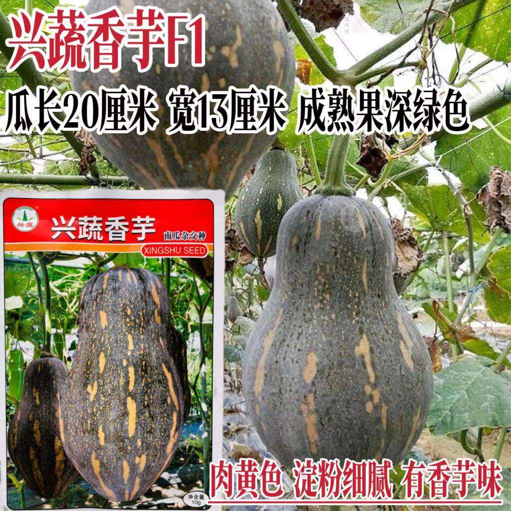 香芋南瓜种子香面甜高品质瓜种子果肉橙黄粉糯香芋味南瓜种籽