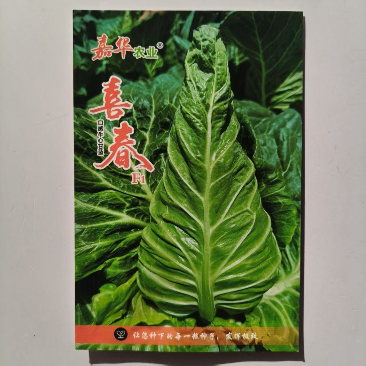 喜春F1中熟口感牛心甘蓝种子瘦尖型结球紧实耐抽苔冬性强