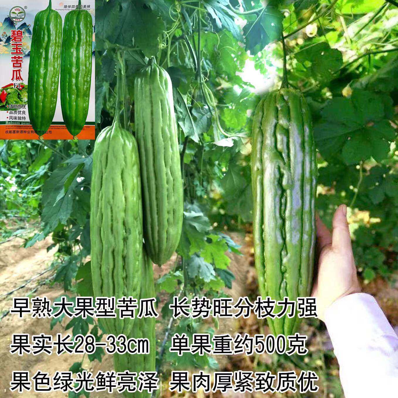 碧玉苦瓜种子早熟厚肉翠绿油亮耐裂抗病耐雨水苦瓜种籽大果型苦瓜,农用物资,蔬菜种子/种苗,淘宝优惠券,粉丝福利购,淘宝优惠卷