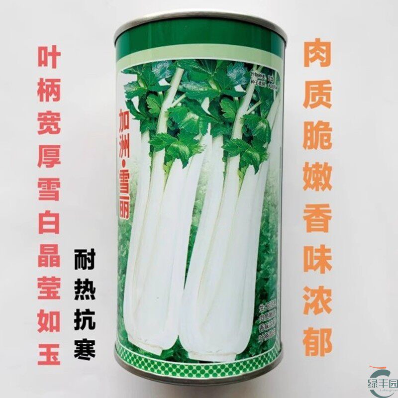 白芹菜种子抗热耐寒白杆口感好