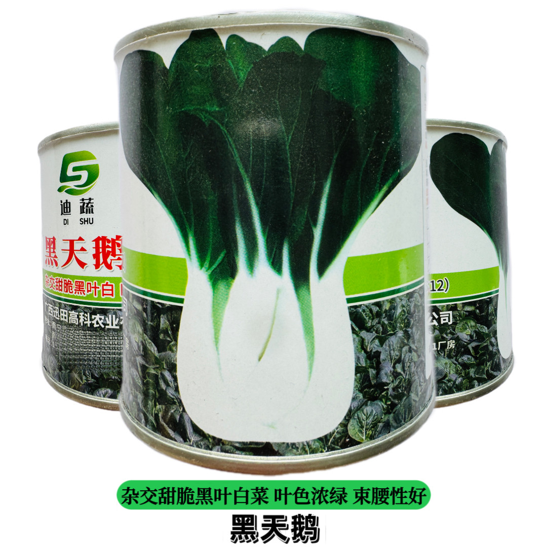 黑天鹅杂交黑叶白小青菜种子小白菜种籽高产抗病耐热耐寒蔬菜种孑