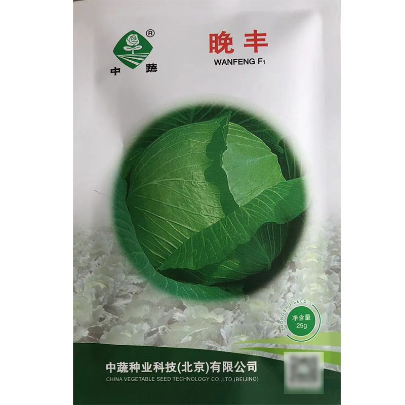 晚丰甘蓝种子 秋播晚熟扁圆形丰产大头菜圆白菜种子耐贮藏蔬菜籽