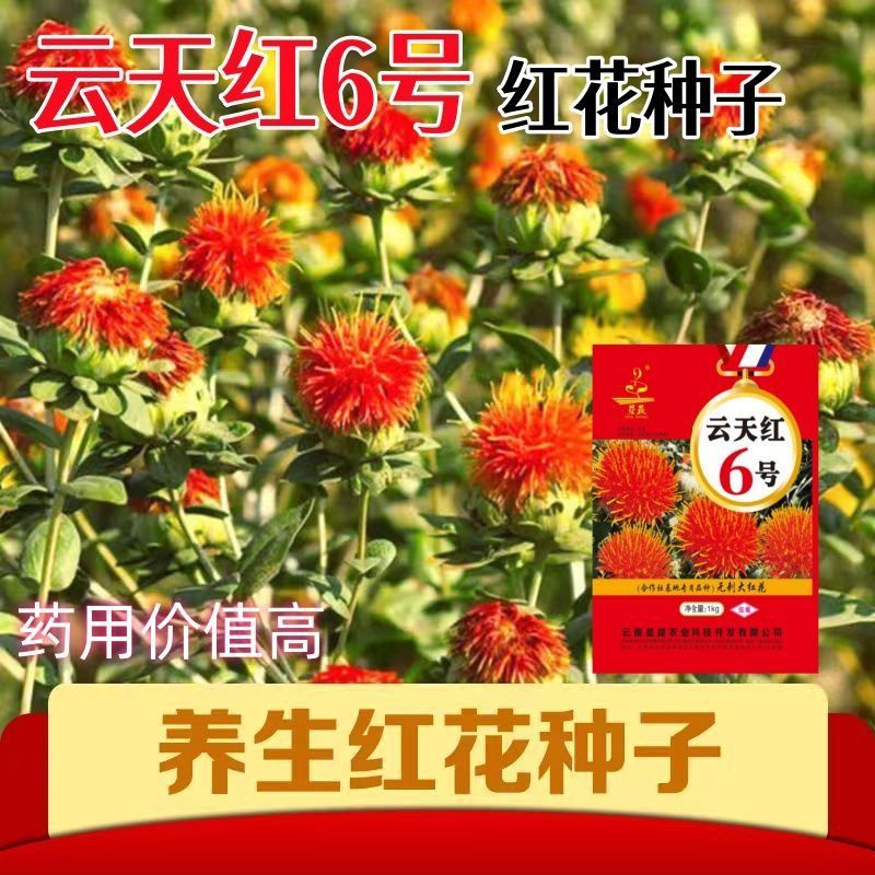 滇红花种子 云天红6号花朵种籽大无刺花丝长耐寒耐瘠产量高种孑