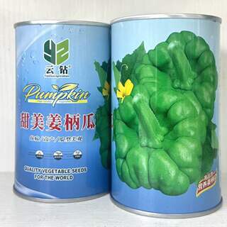 甜美姜柄瓜种子 中早熟瓜柿饼状扁圆姜饼瓜种籽 高产抗病商品性佳