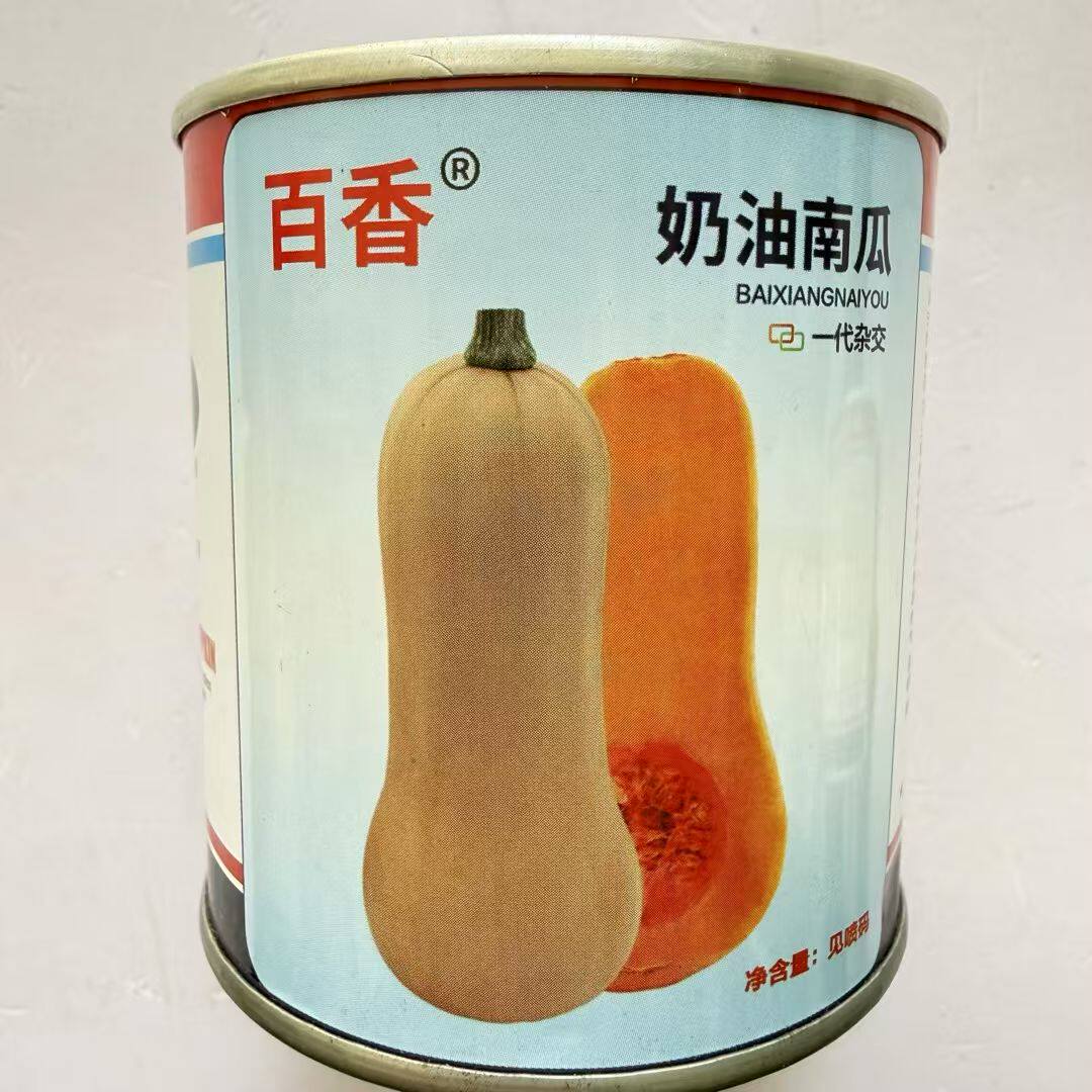 百香奶油南瓜种子杂交阿根廷小籽粉糯香甜奶油南瓜种大田蔬菜种孑
