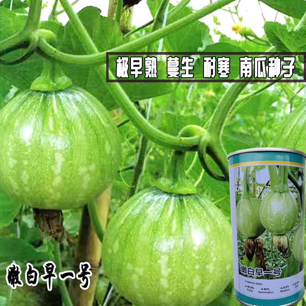 德丰嫩白早一号南瓜种子早熟蔓生耐寒高产南瓜种籽孑四季南瓜种籽