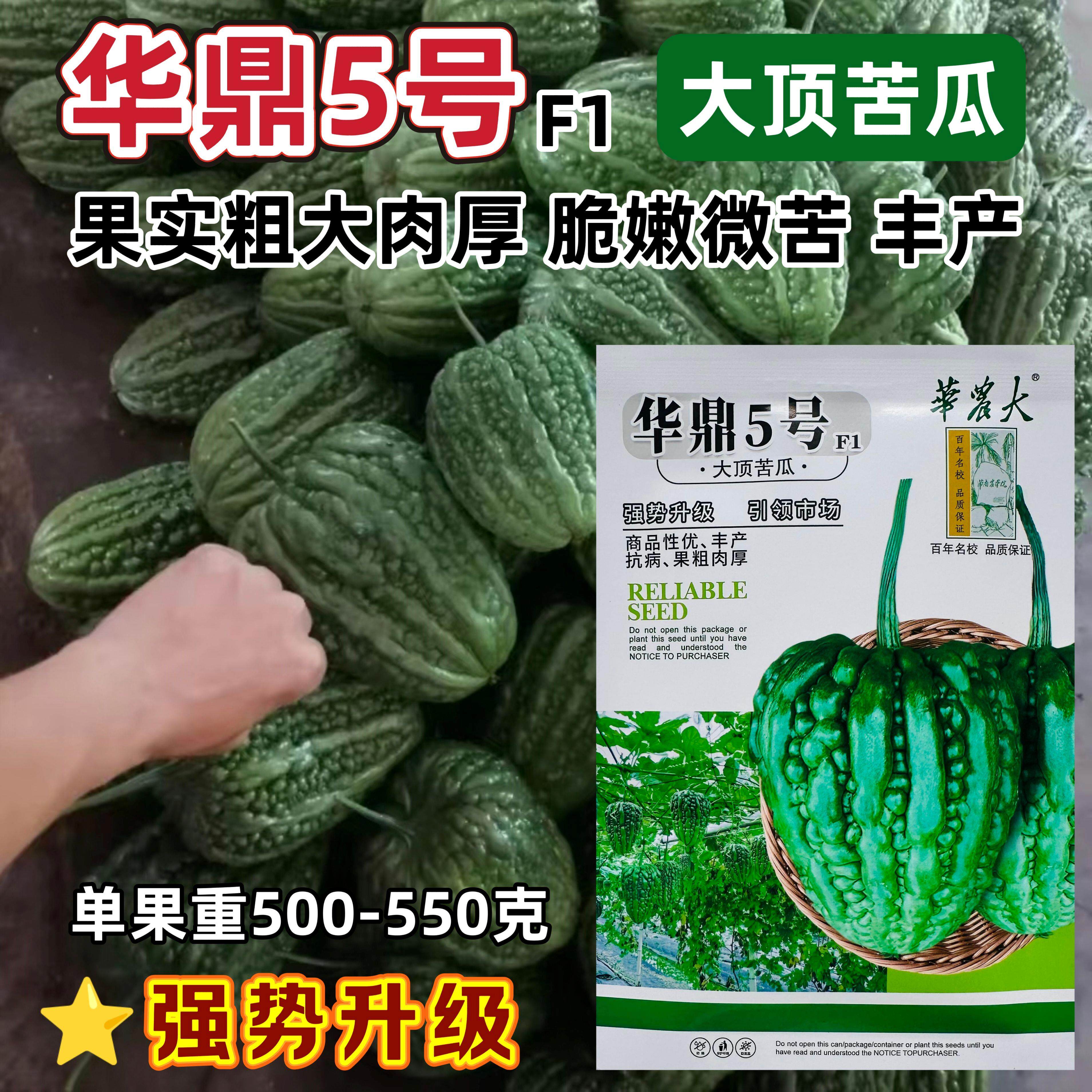 华鼎5号大顶苦瓜种籽微苦