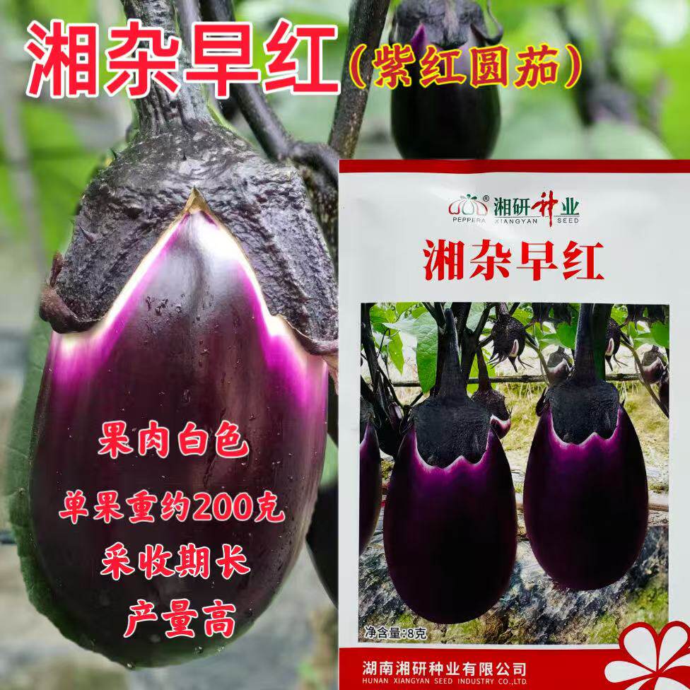 湘杂早红茄子种子紫红圆茄种籽采收期长耐寒抗病产量高肉质细腻孑