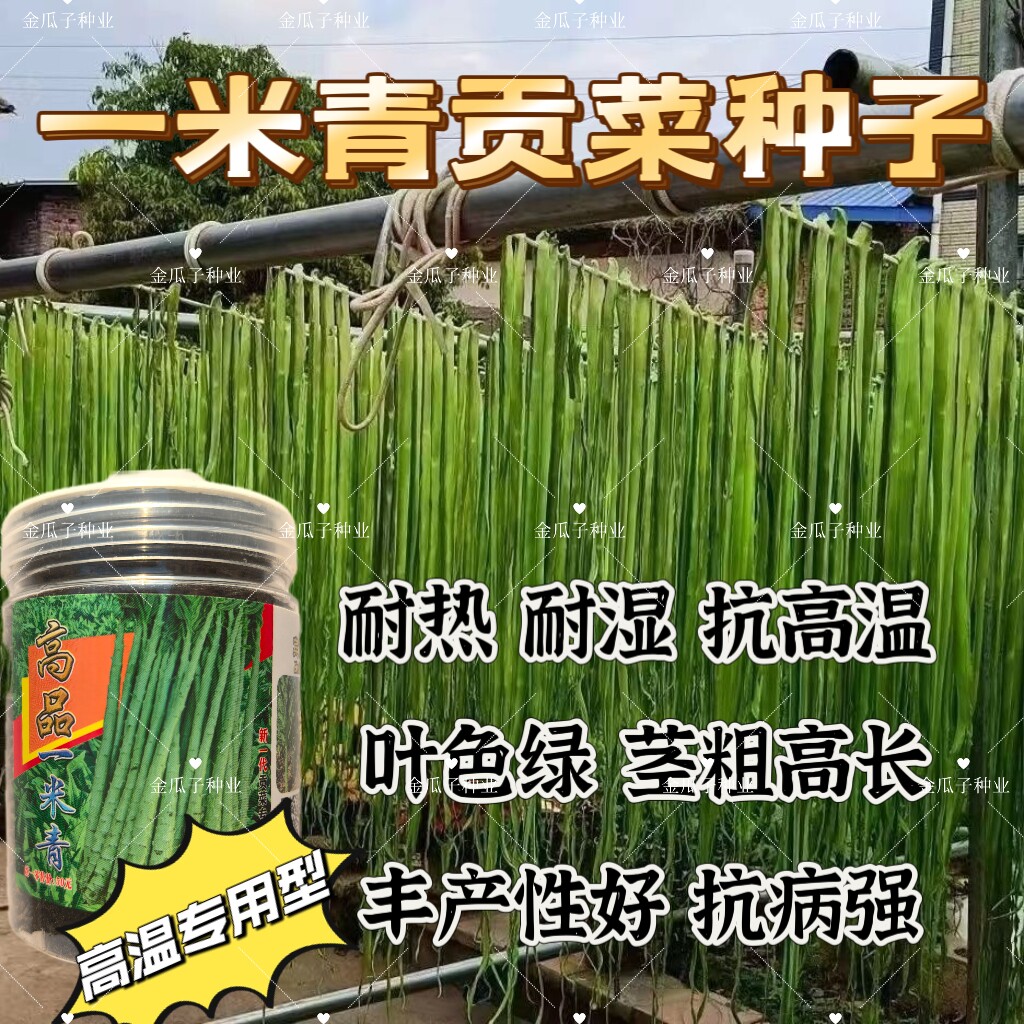 高品一米青贡菜种子宫廷