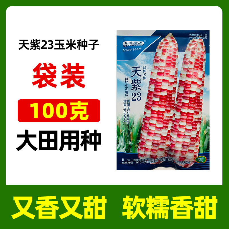 水果玉米种子天紫23超甜