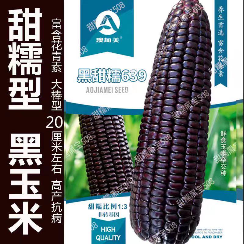 黑甜糯639黑糯玉米种籽甜糯黑宝508玉米种子香粘高产大棒紫黑玉米