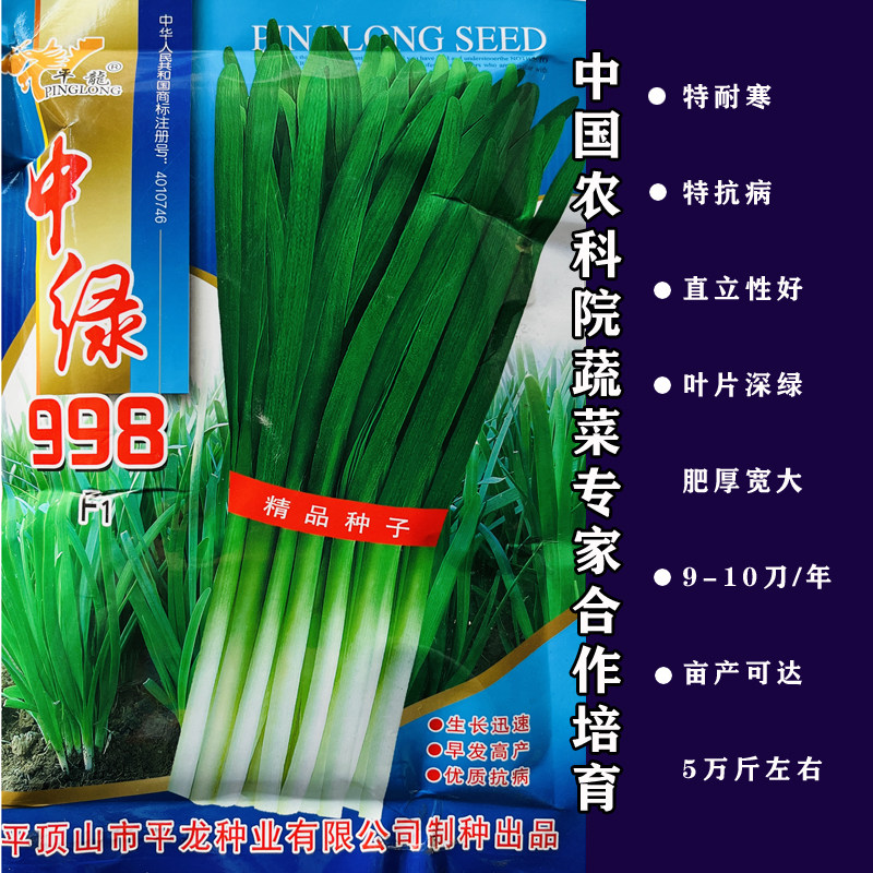 中绿998韭菜种子抗寒高产直立性好不休眠四季播家庭阳台河南韭菜
