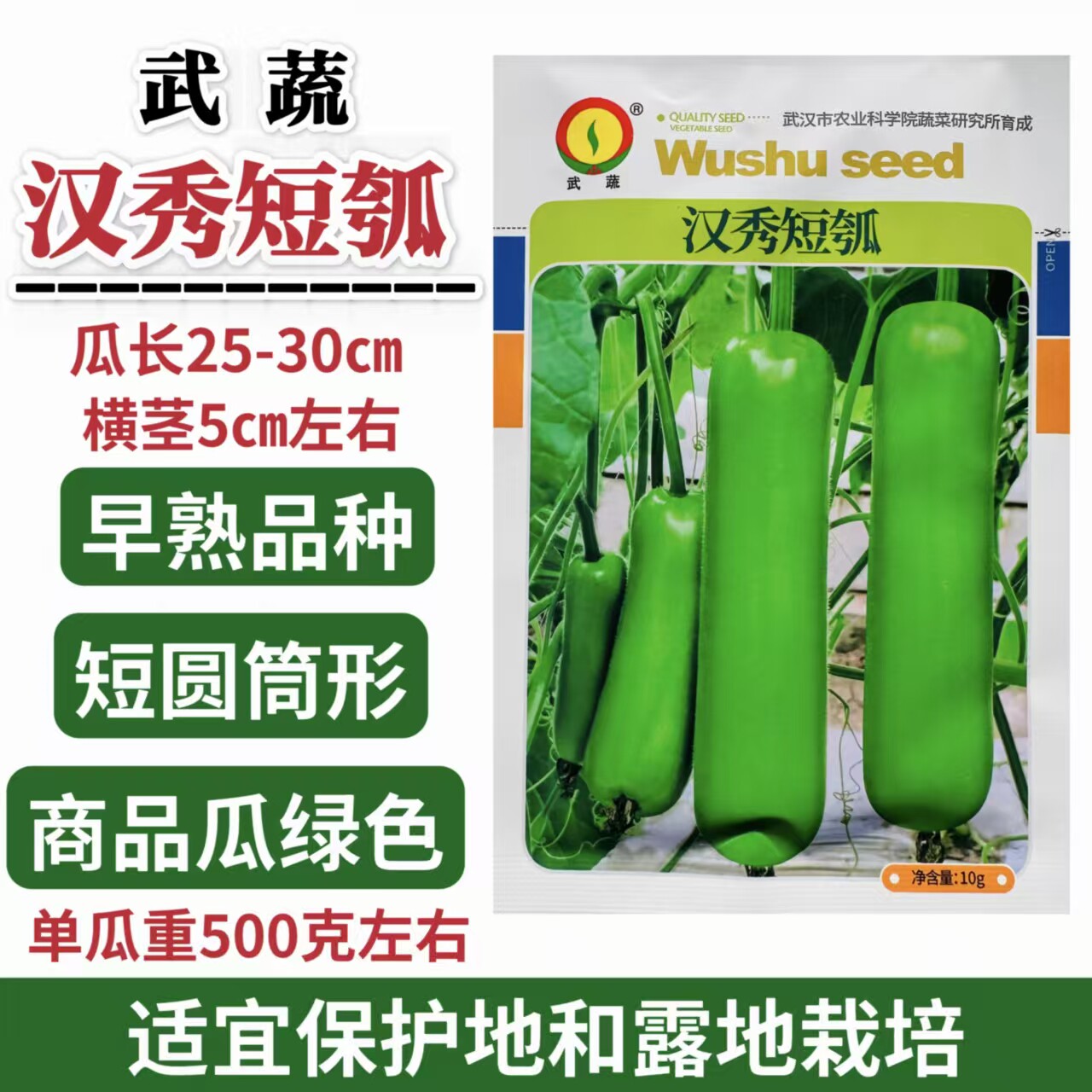 汉秀短瓠早熟杂交短棒瓠瓜种子瓜绿色短圆筒型春秋种植蒲瓜瓠瓜种