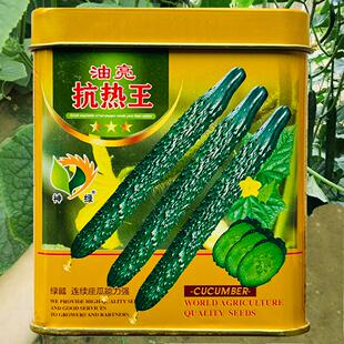 油亮抗热王黄瓜种子耐热强雌绿肉黄瓜种籽抗霜霉病枯萎病亩产万斤