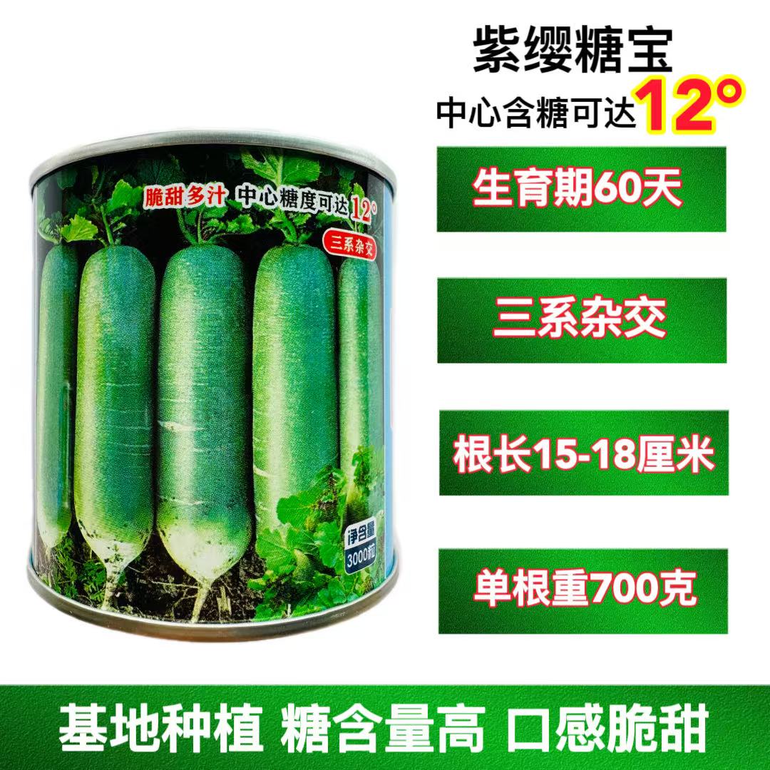 紫缨糖宝水果萝卜种子抗