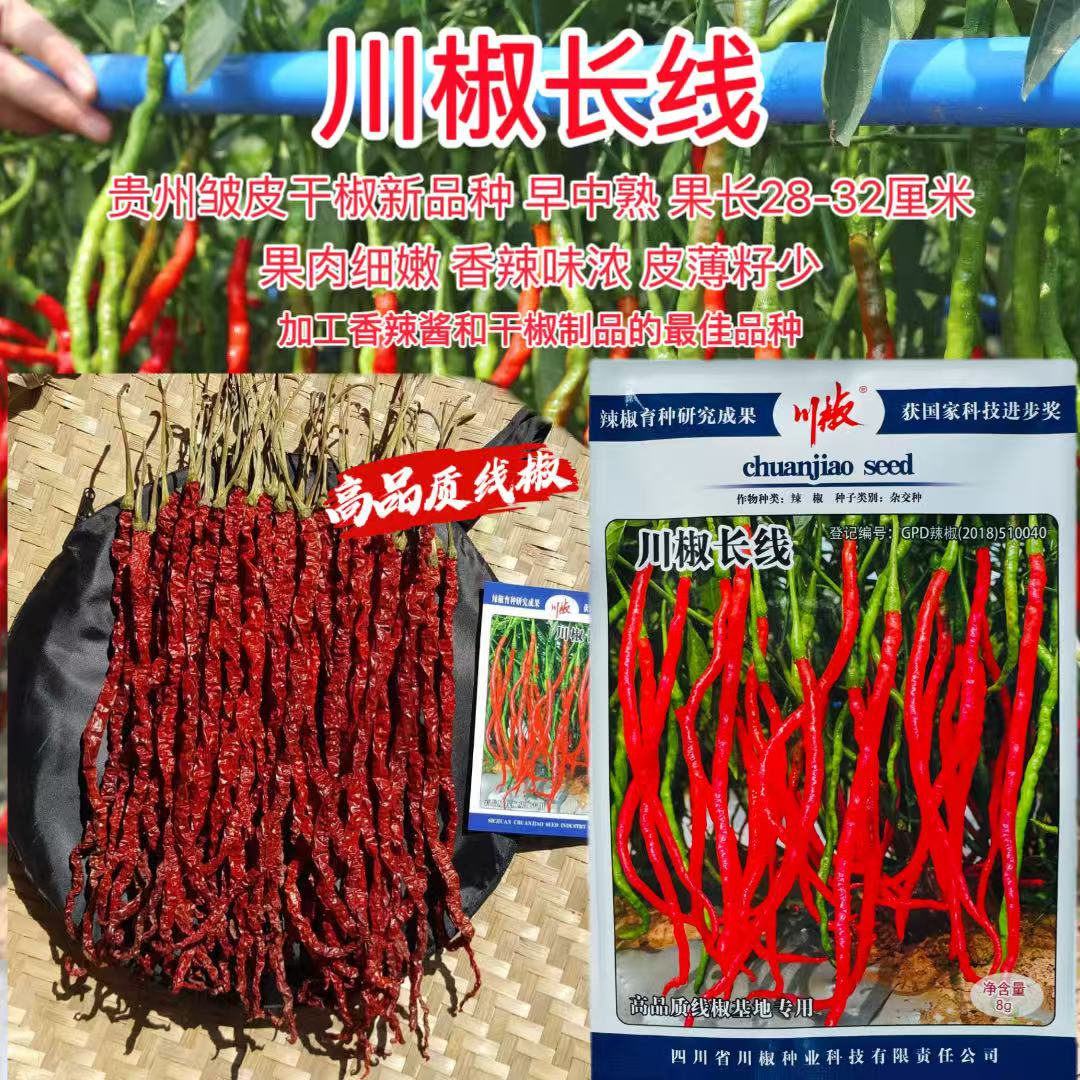 川椒长线辣椒种子早中熟长线椒种籽皮薄籽少肉质细腻香辣干鲜两用