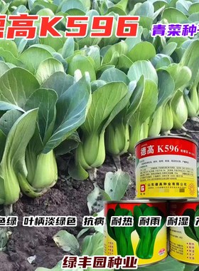 德高K596青梗菜种子耐热耐雨耐湿上海青青菜种籽抗病强丰产商品佳
