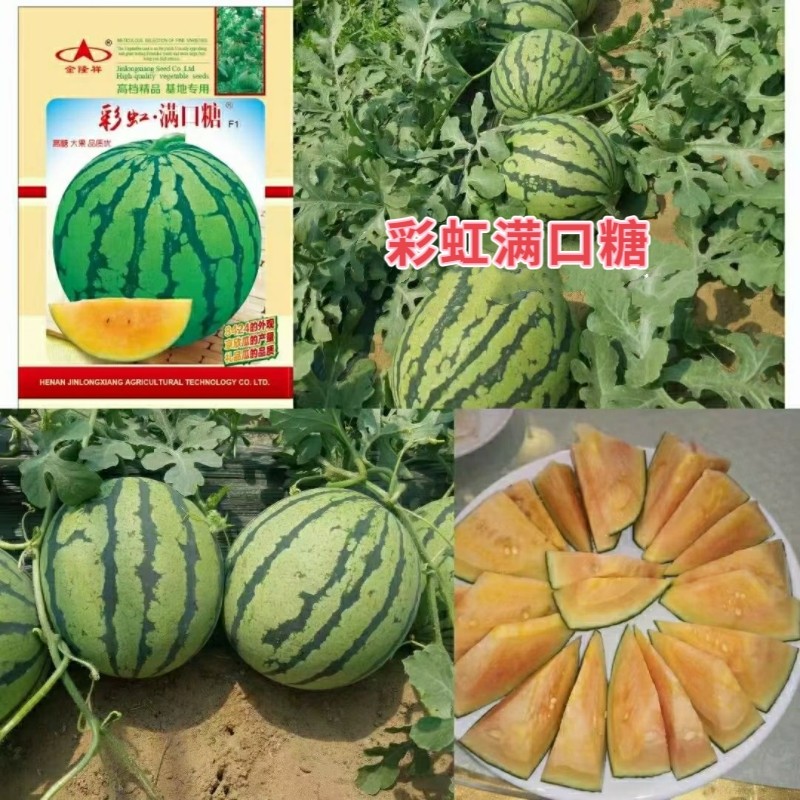 彩虹满口糖西瓜种子礼品西瓜橙黄瓤橘肉皮薄冰淇淋口感西瓜种籽孑