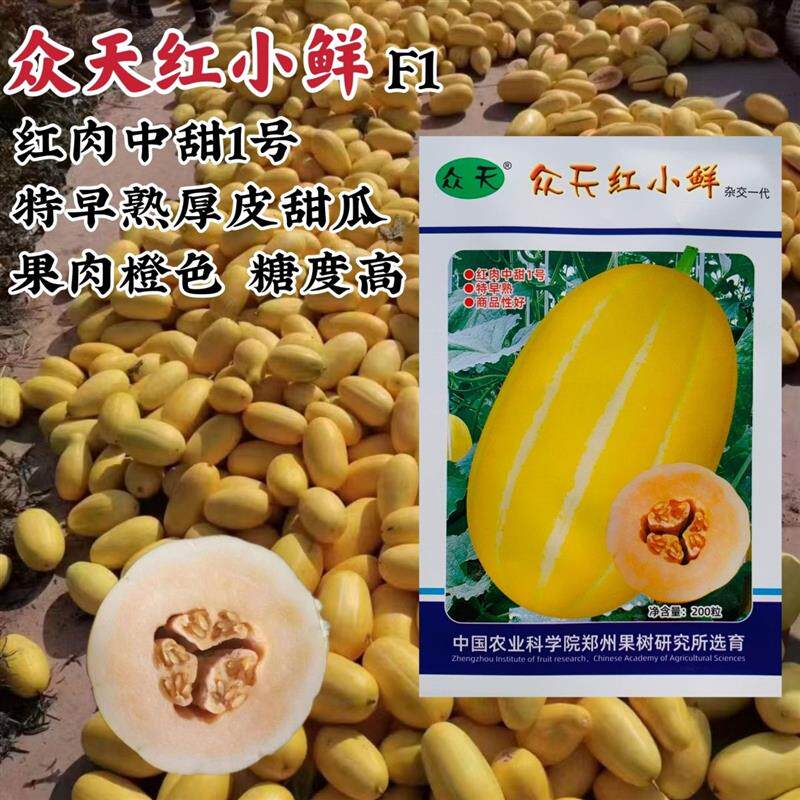 红小鲜甜瓜种子特早熟厚皮甜瓜种子金黄皮果肉橙色糖度高香瓜