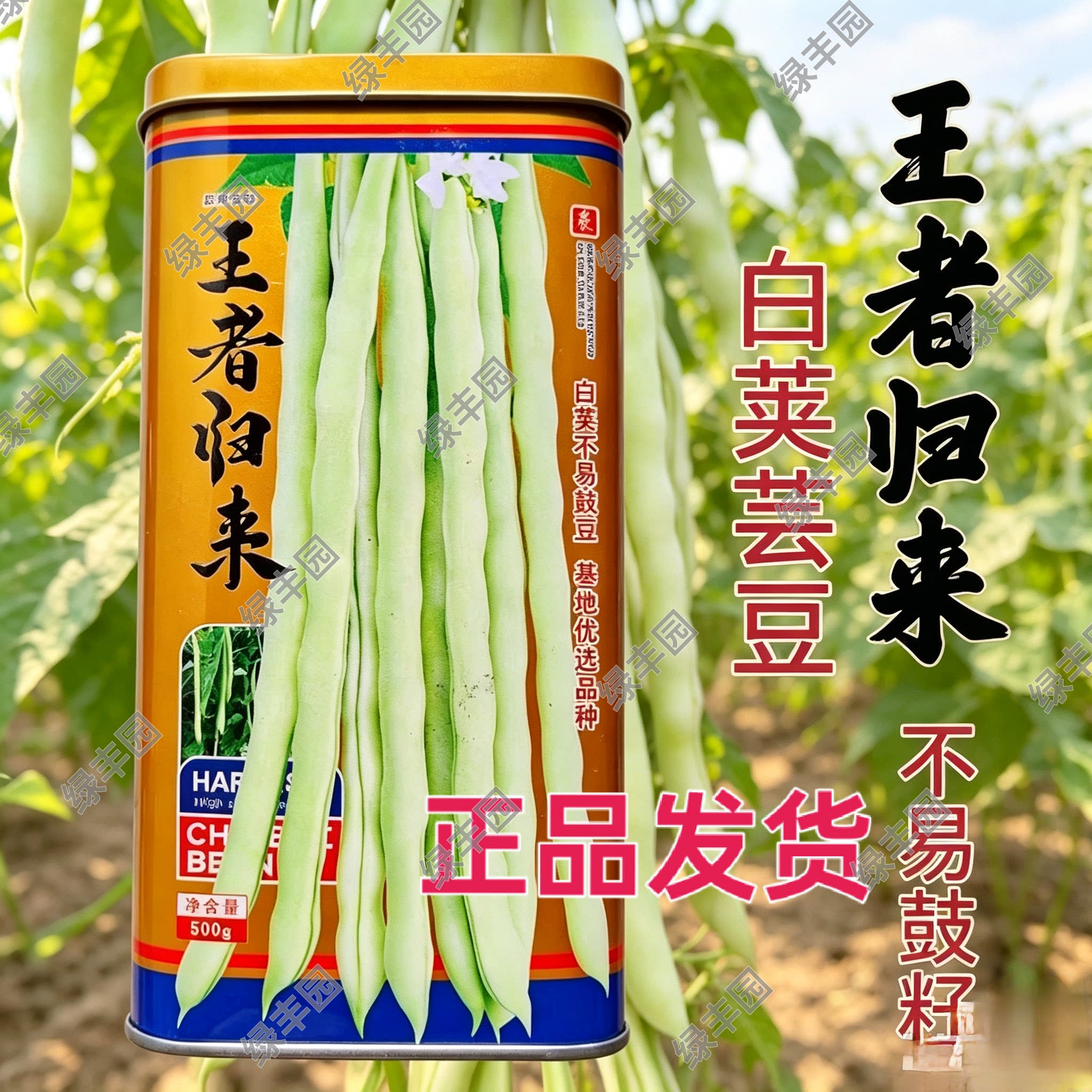 王者归来芸豆架豆种子精选不鼓籽白绿色圆长荚农家春秋四季豆种籽