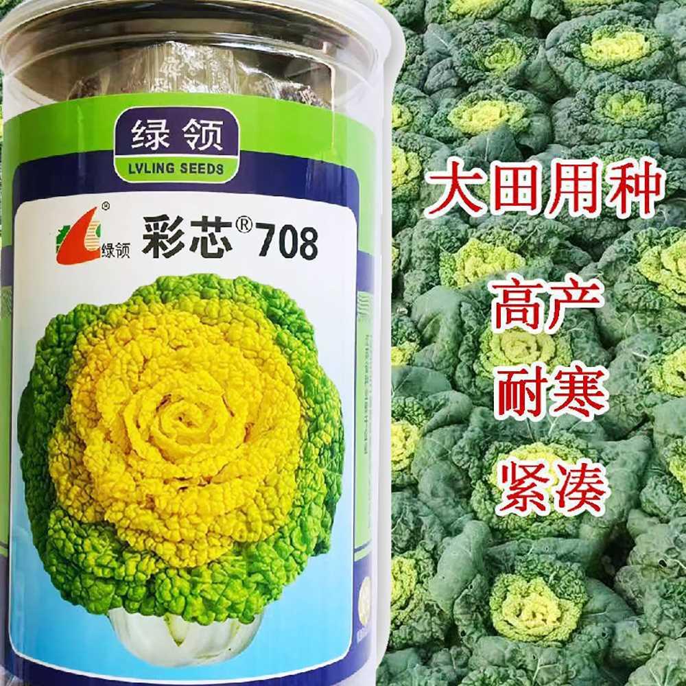 彩芯708黄心乌塌菜高产耐寒白梗