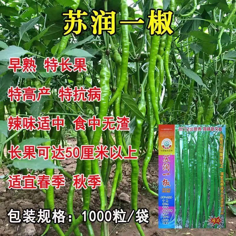 正品苏润一椒一号种子特长果线椒种子绿色早熟条椒超长辣椒种子