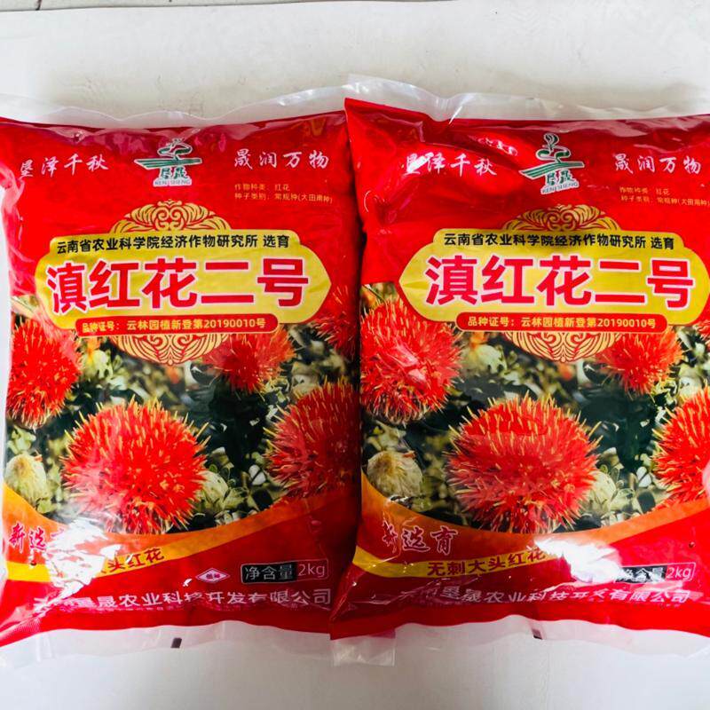 滇红花二号红花种子大花无刺花丝长耐寒耐瘠产量高药材种籽草红花